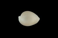 藏品(中華海兔螺)的圖片